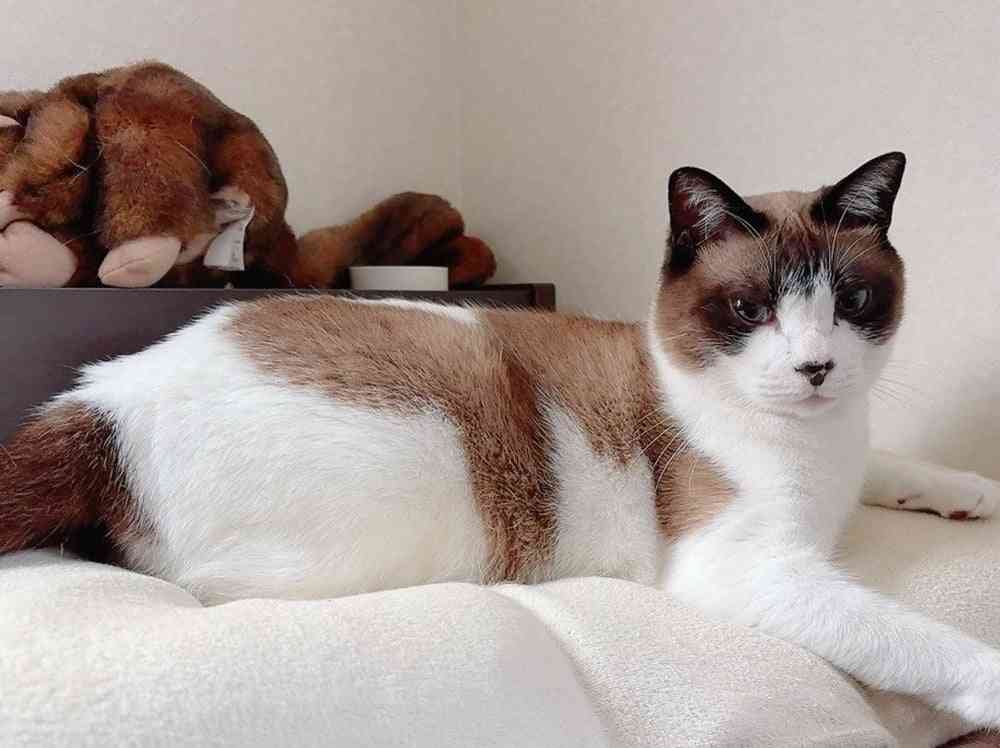 「こんなに変わるんですね!?」保護した真っ白な子猫、成長したら背中に驚きの変化が…352万表示の反響「これはいい焼きちくわ」