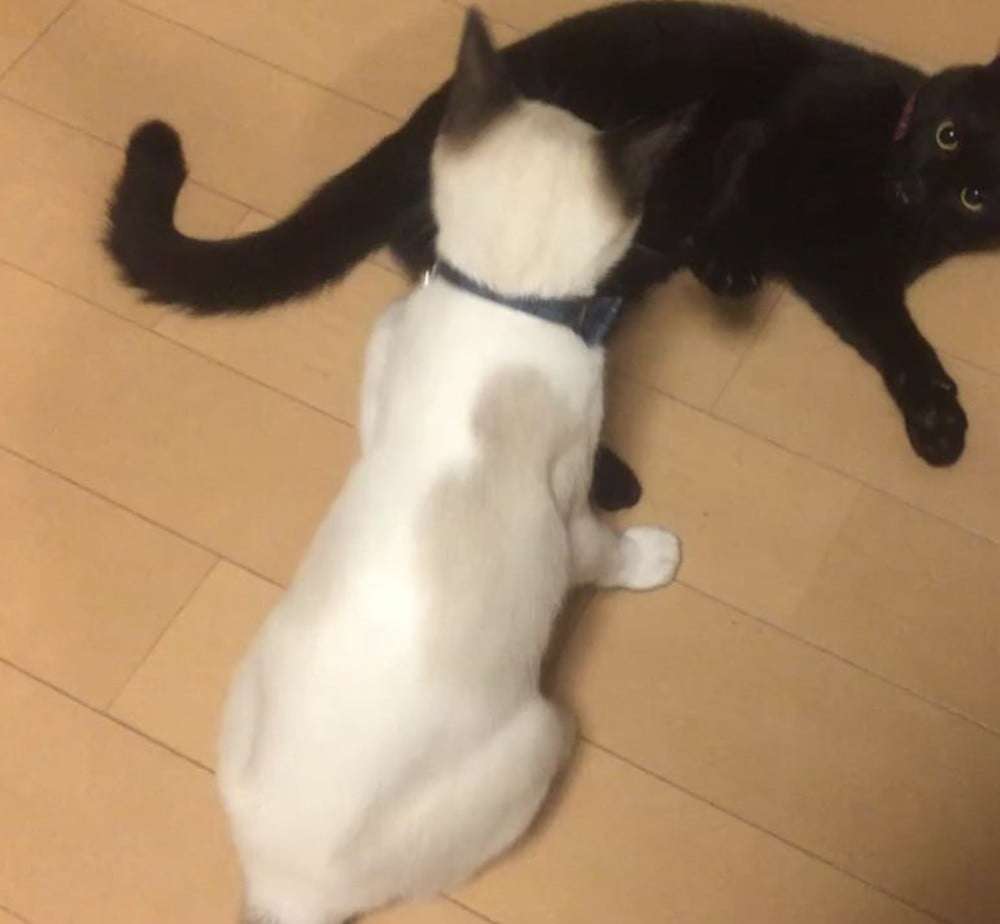 「こんなに変わるんですね!?」保護した真っ白な子猫、成長したら背中に驚きの変化が…352万表示の反響「これはいい焼きちくわ」