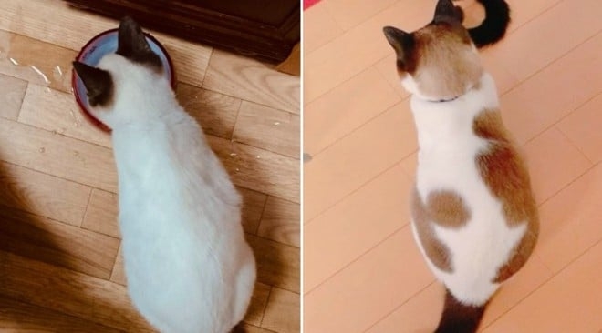 「こんなに変わるんですね!?」保護した真っ白な子猫、成長したら背中に驚きの変化が…352万表示の反響「これはいい焼きちくわ」 | オリコンニュース（ORICON NEWS）