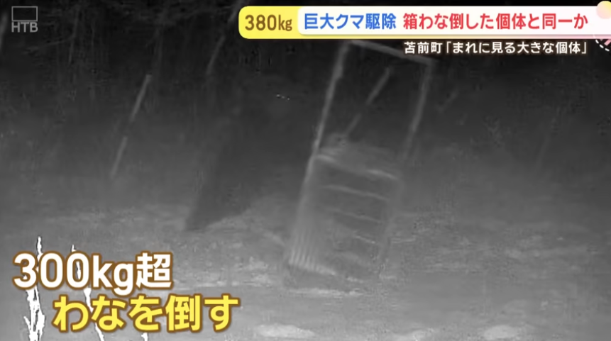 「稀に見る大きな個体」体長1.9m、体重400kg級の巨大グマを捕獲！300kg超の箱わなを倒した個体と同一か