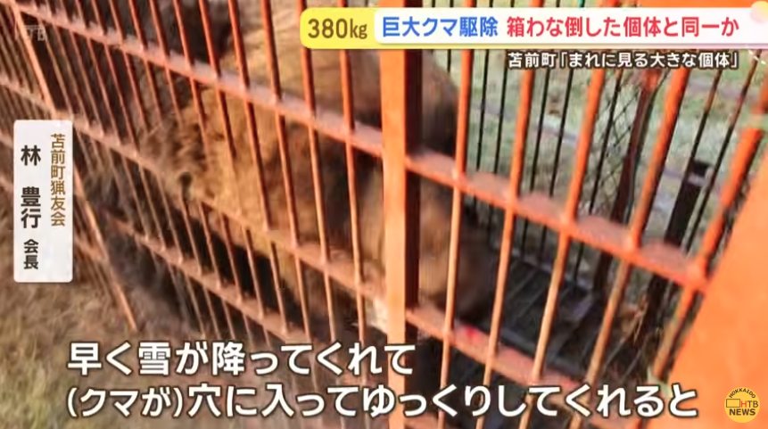 「稀に見る大きな個体」体長1.9m、体重400kg級の巨大グマを捕獲！300kg超の箱わなを倒した個体と同一か