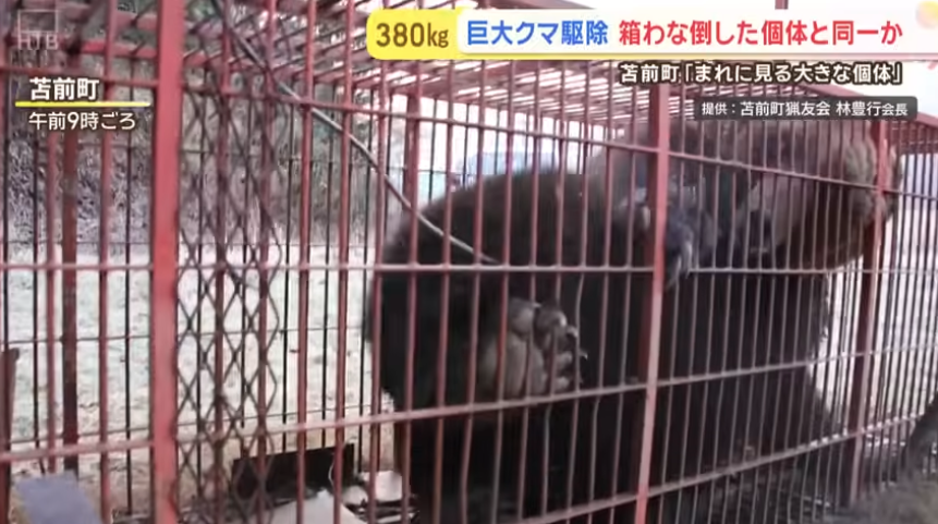 「稀に見る大きな個体」体長1.9m、体重400kg級の巨大グマを捕獲！300kg超の箱わなを倒した個体と同一か