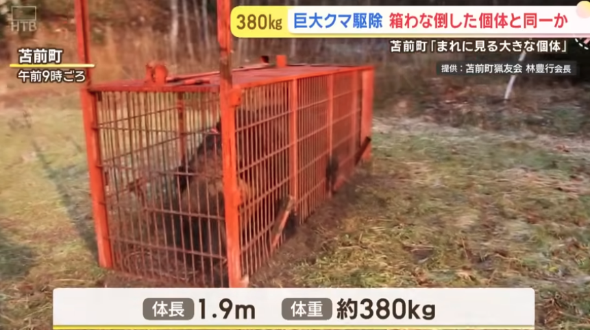 「稀に見る大きな個体」体長1.9m、体重400kg級の巨大グマを捕獲！300kg超の箱わなを倒した個体と同一か