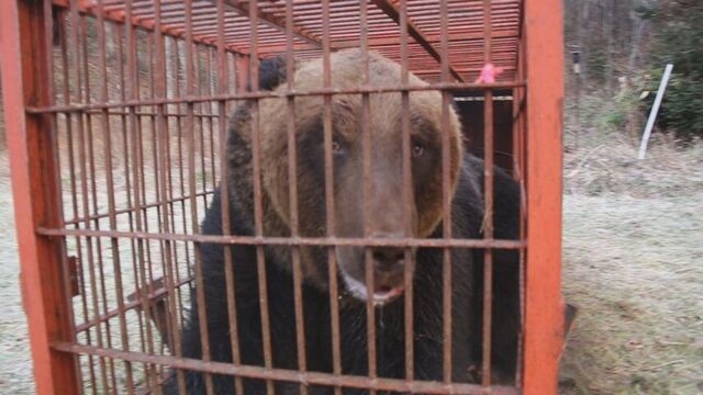「稀に見る大きな個体」体長1.9m、体重400kg級の巨大グマを捕獲！300kg超の箱わなを倒した個体と同一か HTB北海道ニュース