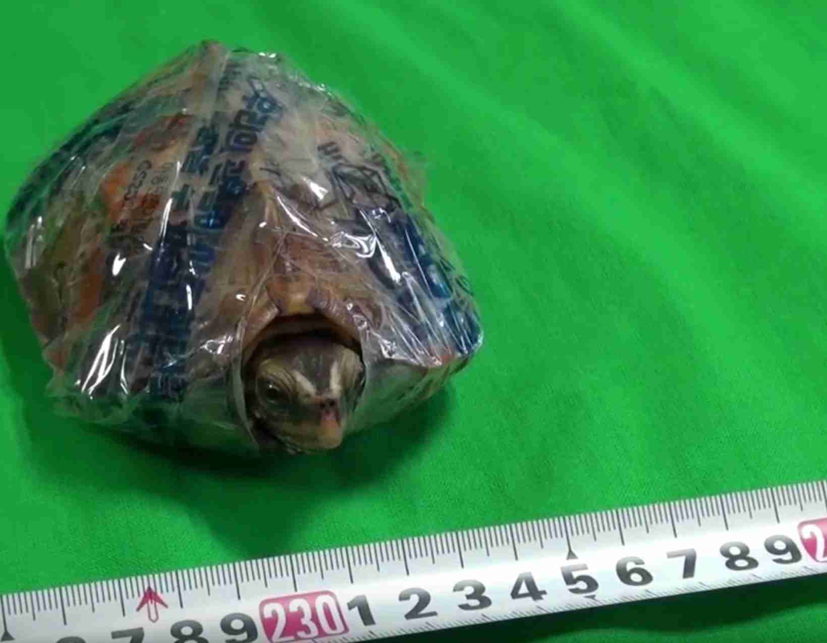 天然記念物のリュウキュウヤマガメ107匹密猟、中国籍の4人起訴　那覇地検（琉球新報） - Yahoo!ニュース