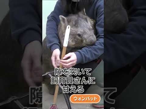 甘えん坊のウォンバット #Shorts