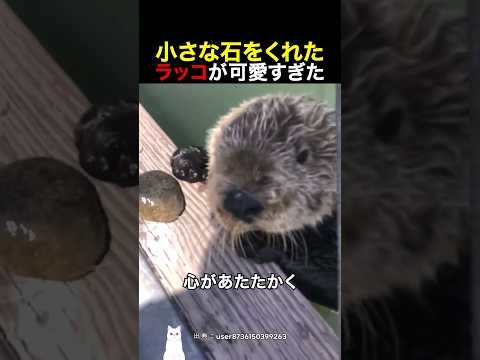 小さな石をくれたラッコが可愛すぎた