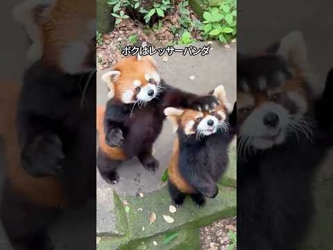 【威嚇なのに可愛すぎ】レッサーパンダの可愛さがわかる1分解説