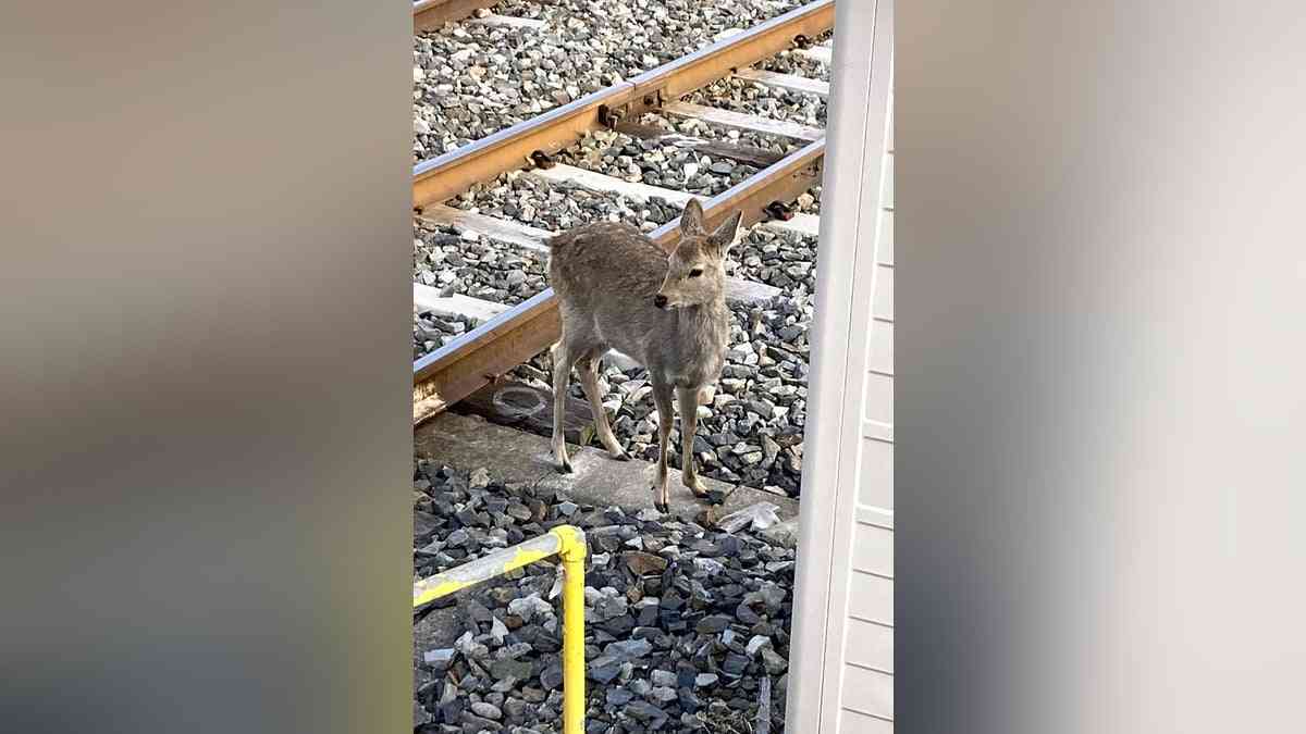 シカ寄らないで…急増する列車衝突対策に「ライオン糞のにおい」「スズメバチの羽音」 : 読売新聞