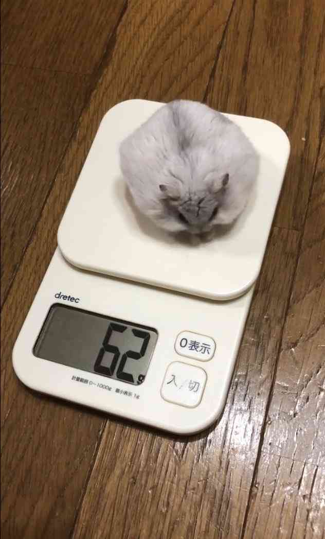 「食前と食後」ハムスターの体重測定がかわいすぎると話題に「豆大福かと思いました」「なんて愛おしい」