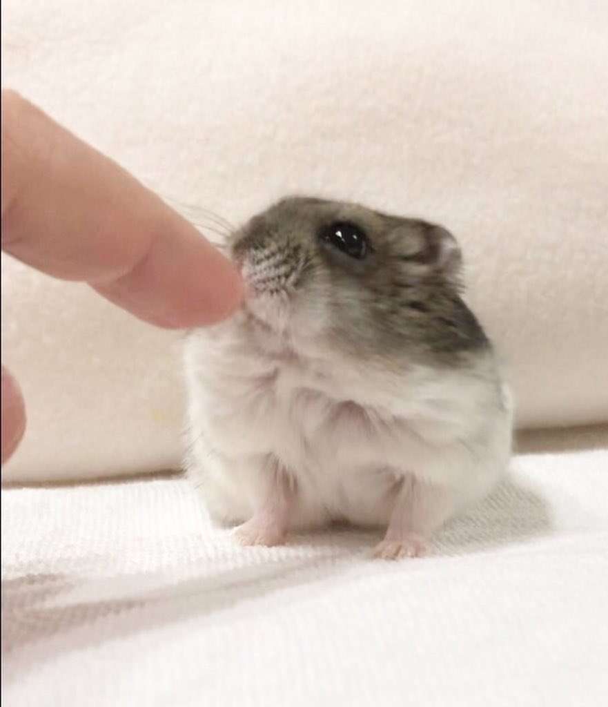 「食前と食後」ハムスターの体重測定がかわいすぎると話題に「豆大福かと思いました」「なんて愛おしい」