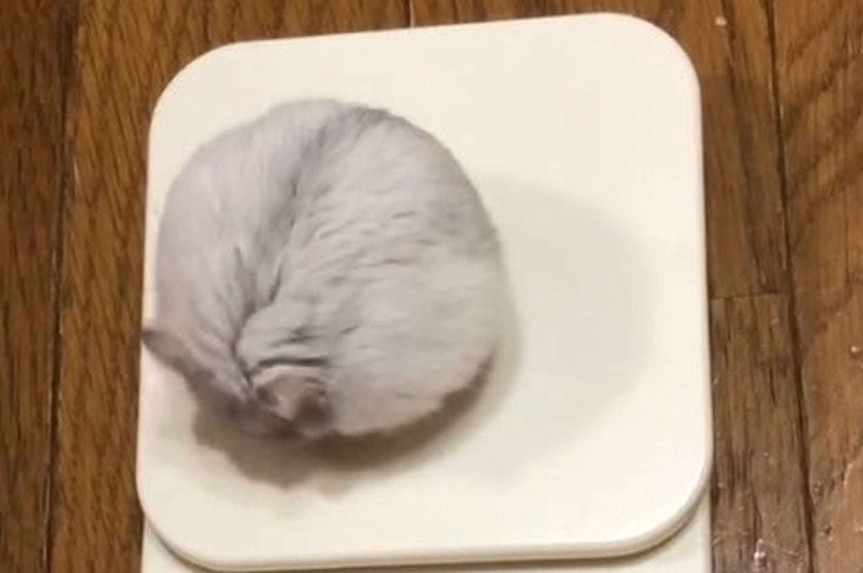 「食前と食後」ハムスターの体重測定がかわいすぎると話題に「豆大福かと思いました」「なんて愛おしい」
