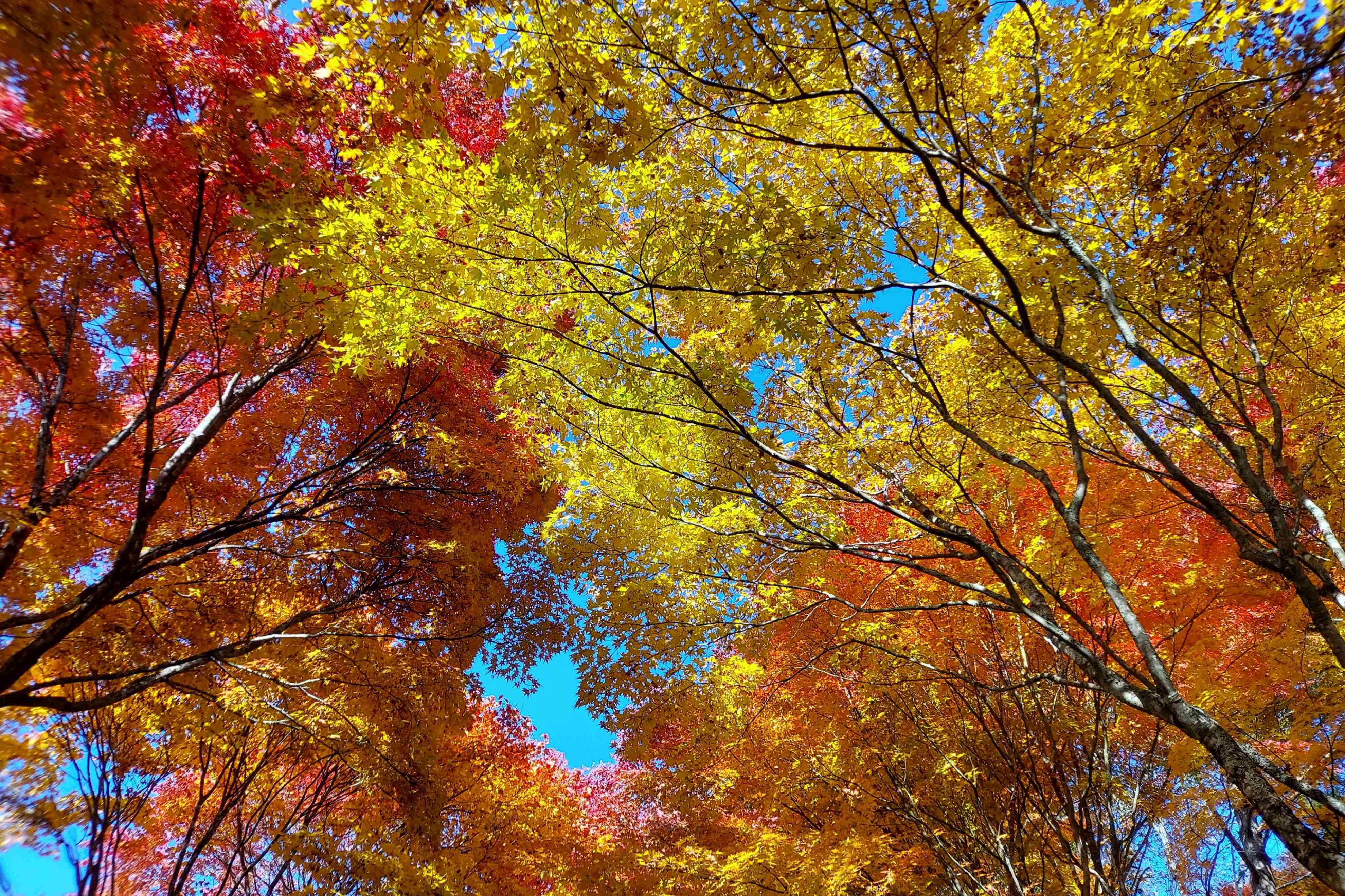 自分で撮影した、秋らしい写真を投稿しましょう