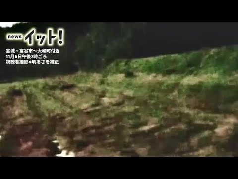 10頭の“クマ一家”が田んぼを大行進？夜道に現れた複数の黒い影【映像あり】 (25/11/11 19:30)