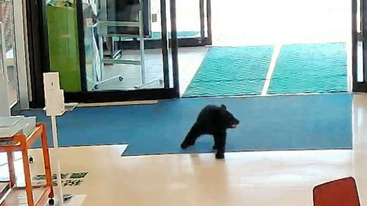 自動ドアからクマ侵入 村職員驚き - Yahoo!ニュース