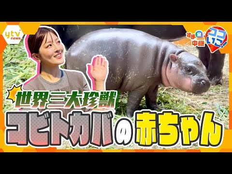 今しか見られない！世界三大珍獣コビトカバ＆ビーバーの赤ちゃん誕生！【す・またん！】