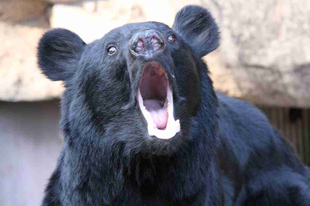 「クマが世田谷区に出没する可能性も」　すでに青梅や八王子で目撃情報が…　「移動距離は1日10キロ」 | デイリー新潮