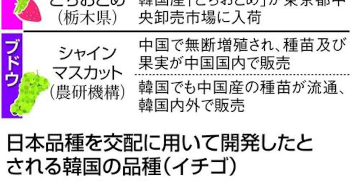 【ニュースの深層】狙われる日本ブランド　中国・韓国でイチゴやブドウ高級品種の無断栽培が横行　対策はあるのか（1/3ページ） - 産経ニュース