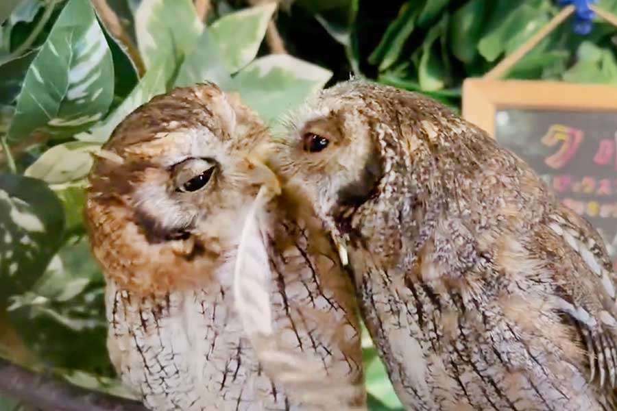 【ヒグマの写真あり】円山動物園『破壊した窓枠にしがみつくクマ』シマフクロウ用の「ヒヨコ・ホッケ」強奪か？エサの味覚えて