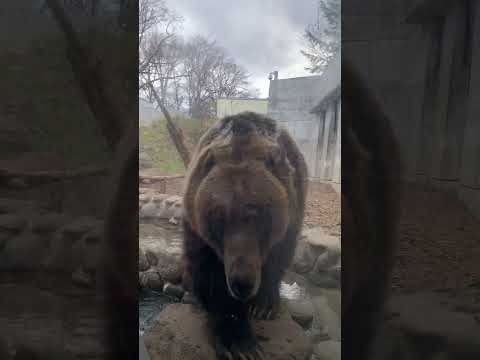 ヒグマの本気！