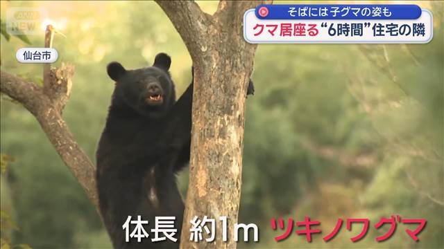 住宅敷地にクマ 罠に引っ掛かり身動き取れず　6時間にらみ合いの後、駆除 | KSBニュース | KSB瀬戸内海放送