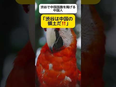 【また】渋谷は中国の領土だ #shorts
