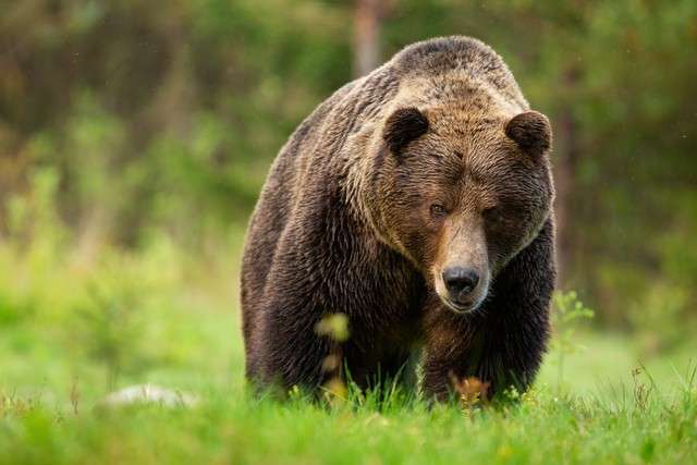 「心臓は破裂していたと」絶命間際に最後の張り手　クマの生命力にアルピニストも恐怖「低山での山トレは恐ろしくて」（まいどなニュース） - Yahoo!ニュース