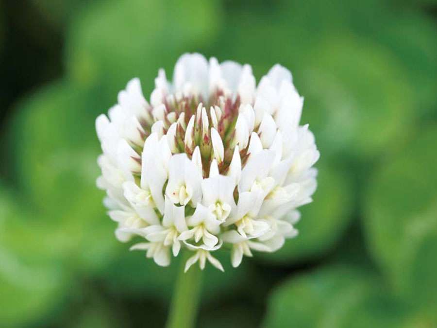 素朴で可憐な花
