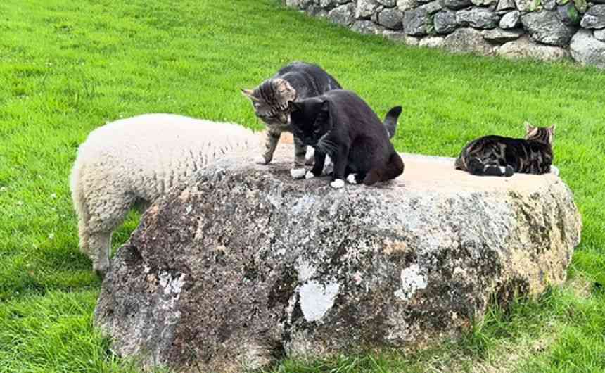 羊と猫の椅子取りゲーム。岩を独り占めしたい羊と猫の攻防戦が面白い