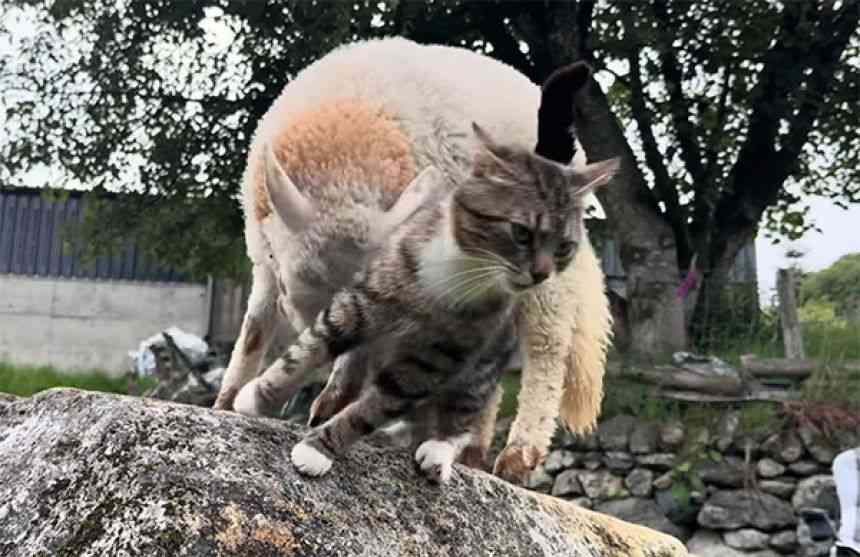 羊と猫の椅子取りゲーム。岩を独り占めしたい羊と猫の攻防戦が面白い