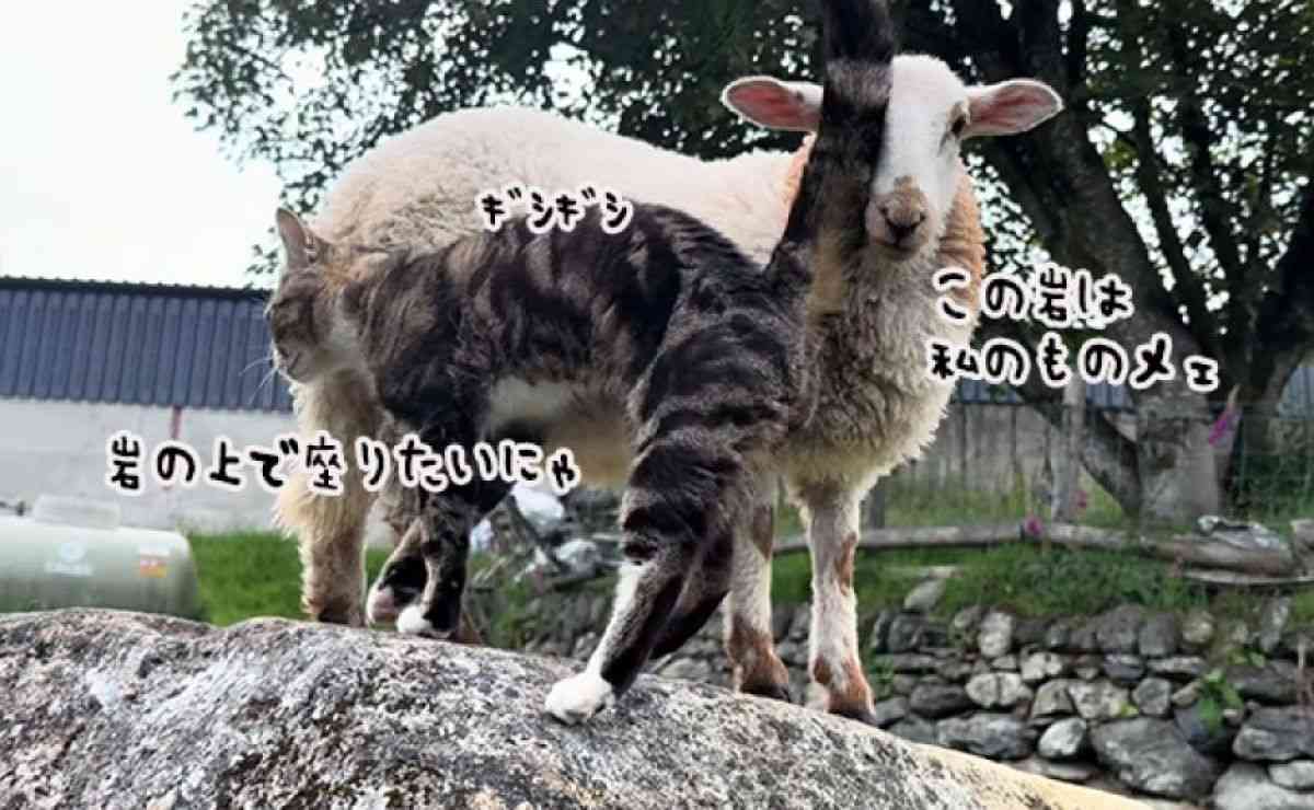 羊と猫の椅子取りゲーム。岩を独り占めしたい羊と猫の攻防戦が面白い | カラパイア