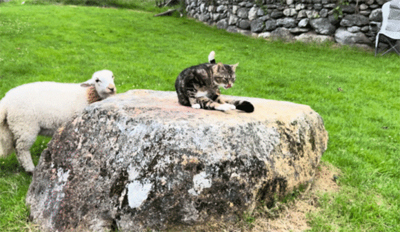 羊と猫の椅子取りゲーム。岩を独り占めしたい羊と猫の攻防戦が面白い
