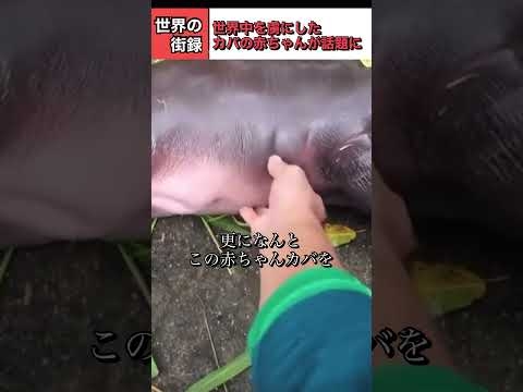 コビトカバの赤ちゃんぎ可愛すぎて世界中で人気者に#animals #コビトカバ