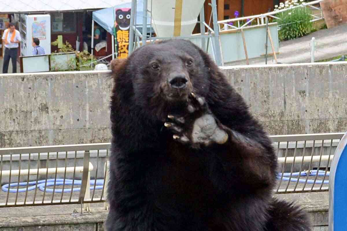 東京都がクマ緊急パトロール実施へ　西多摩の市街地でハンターが巡回（産経新聞） - Yahoo!ニュース