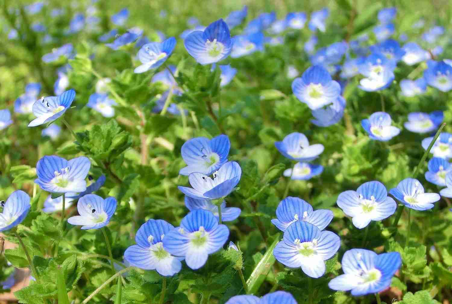 素朴で可憐な花