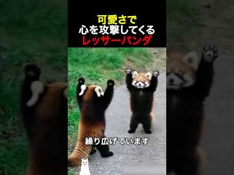 可愛さで心を攻撃してくるレッサーパンダ