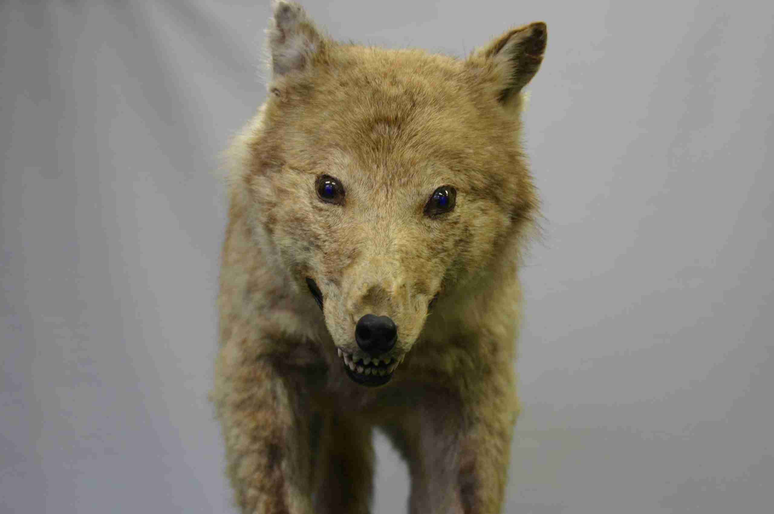 絶滅したニホンオオカミ、日本犬との関係は？ | 麻布大学　ヒトと動物の共生科学センター　Center for Human and Animal Symbiosis Science