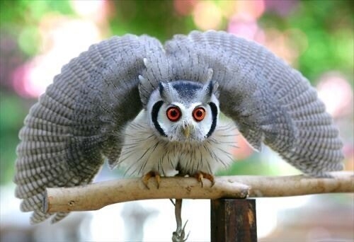 面白い顔の動物を貼るトピ