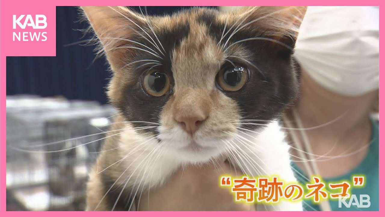 可愛い画像を貼るだけのトピ