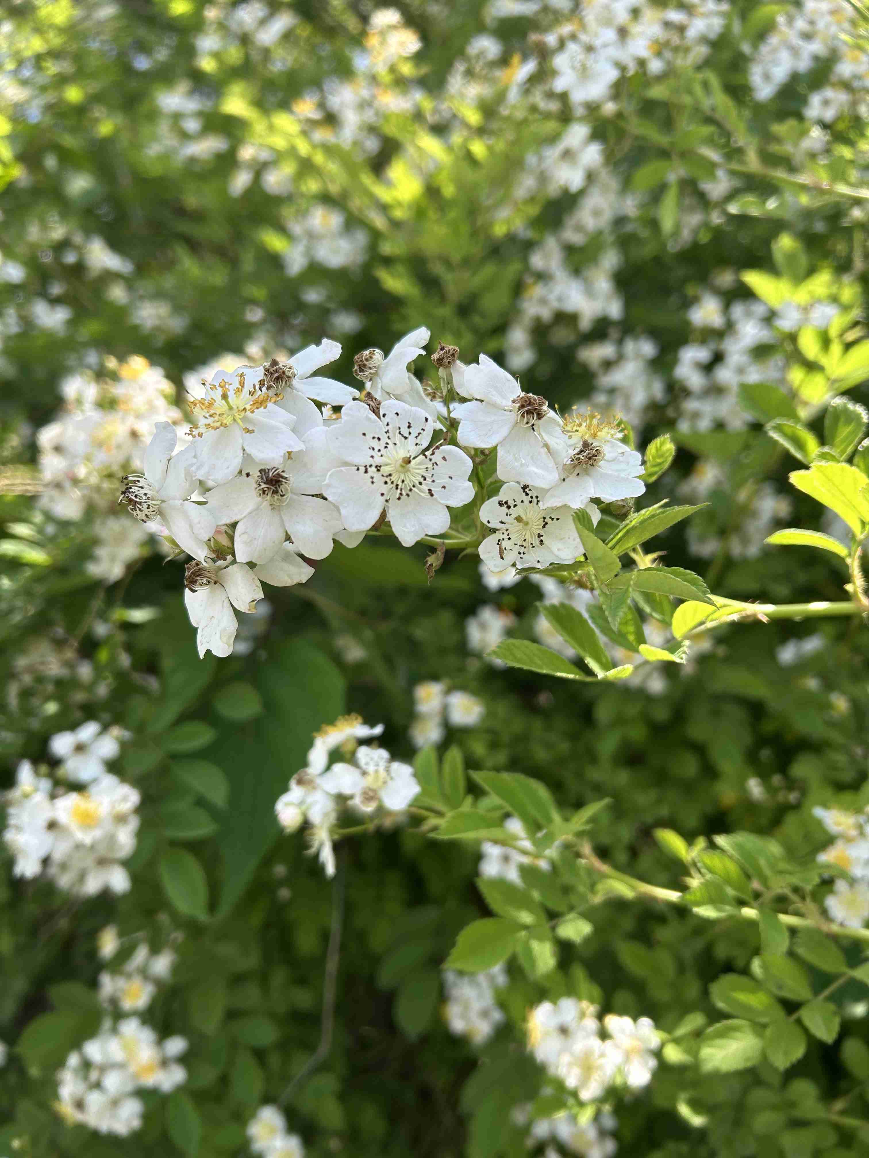 夫のルーティン