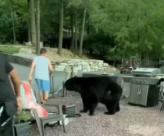 【動画】クマサン　BBQパーティーからから追い出される - コノユビニュース