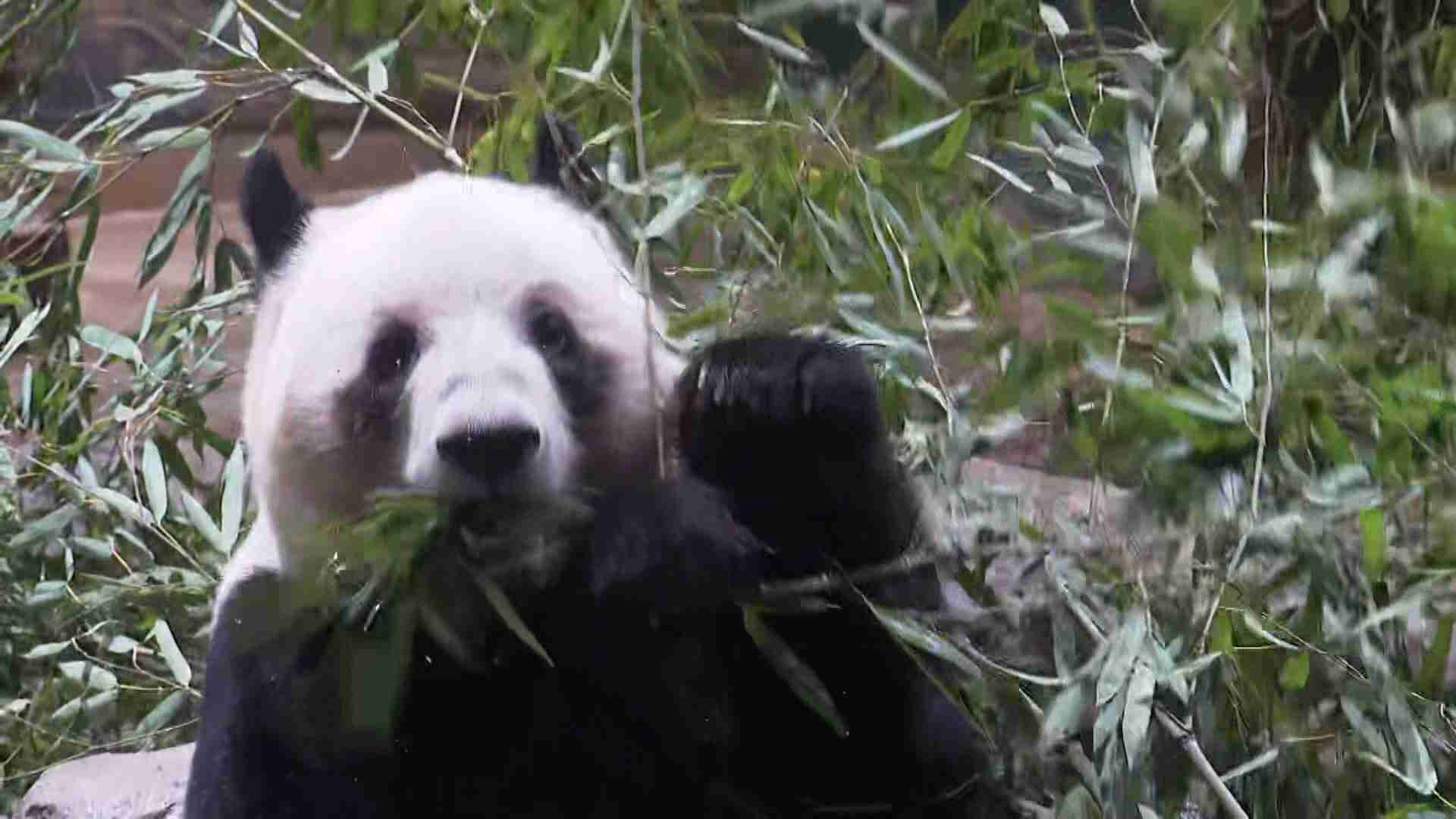 日本にパンダいなくなるのは「高市首相の責任」中国メディアが批判「誤った発言撤回しないとパンダ外交進まない」（FNNプライムオンライン（フジテレビ系）） - Yahoo!ニュース