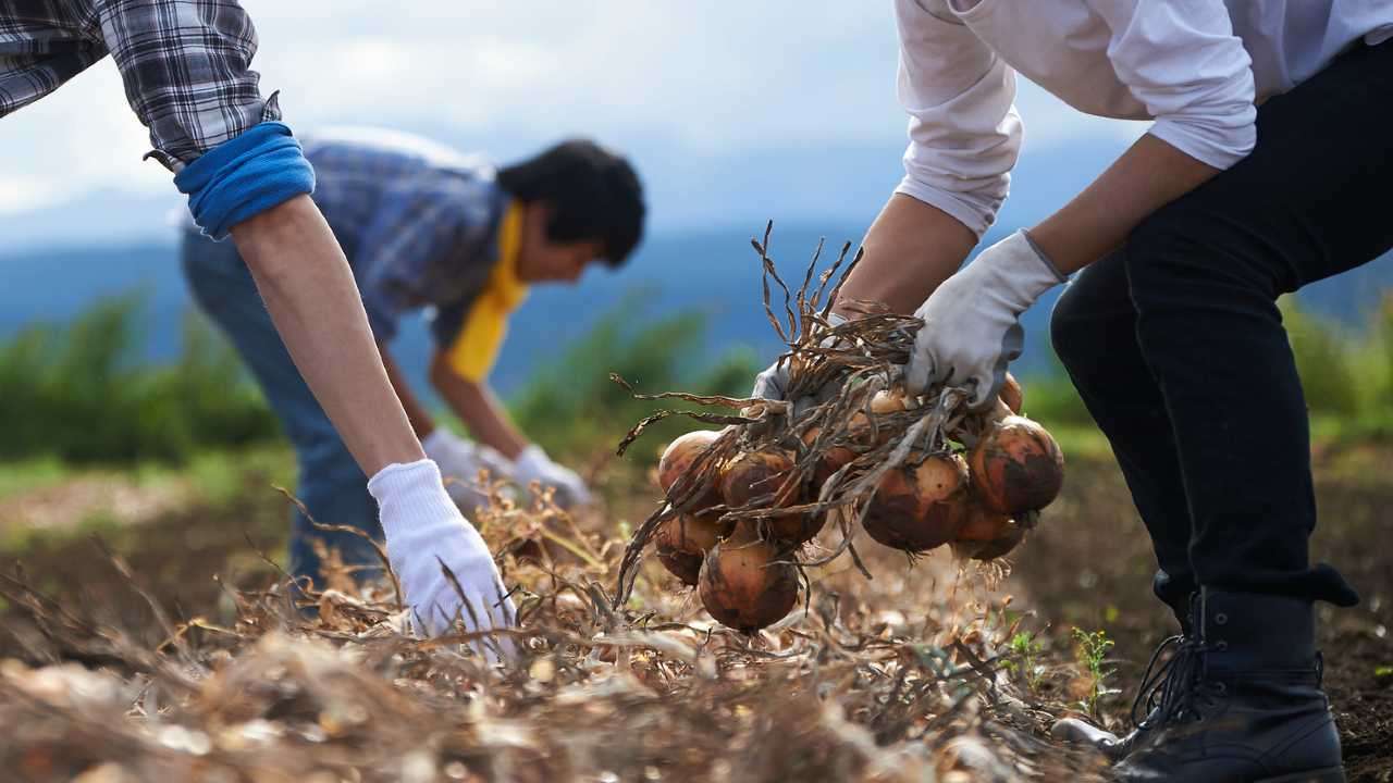 「土に触れて、人生を見つめ直したい」…理想を抱いて移住した夫婦が迎えた“2年後の現実”（THE GOLD ONLINE（ゴールドオンライン）） - Yahoo!ニュース