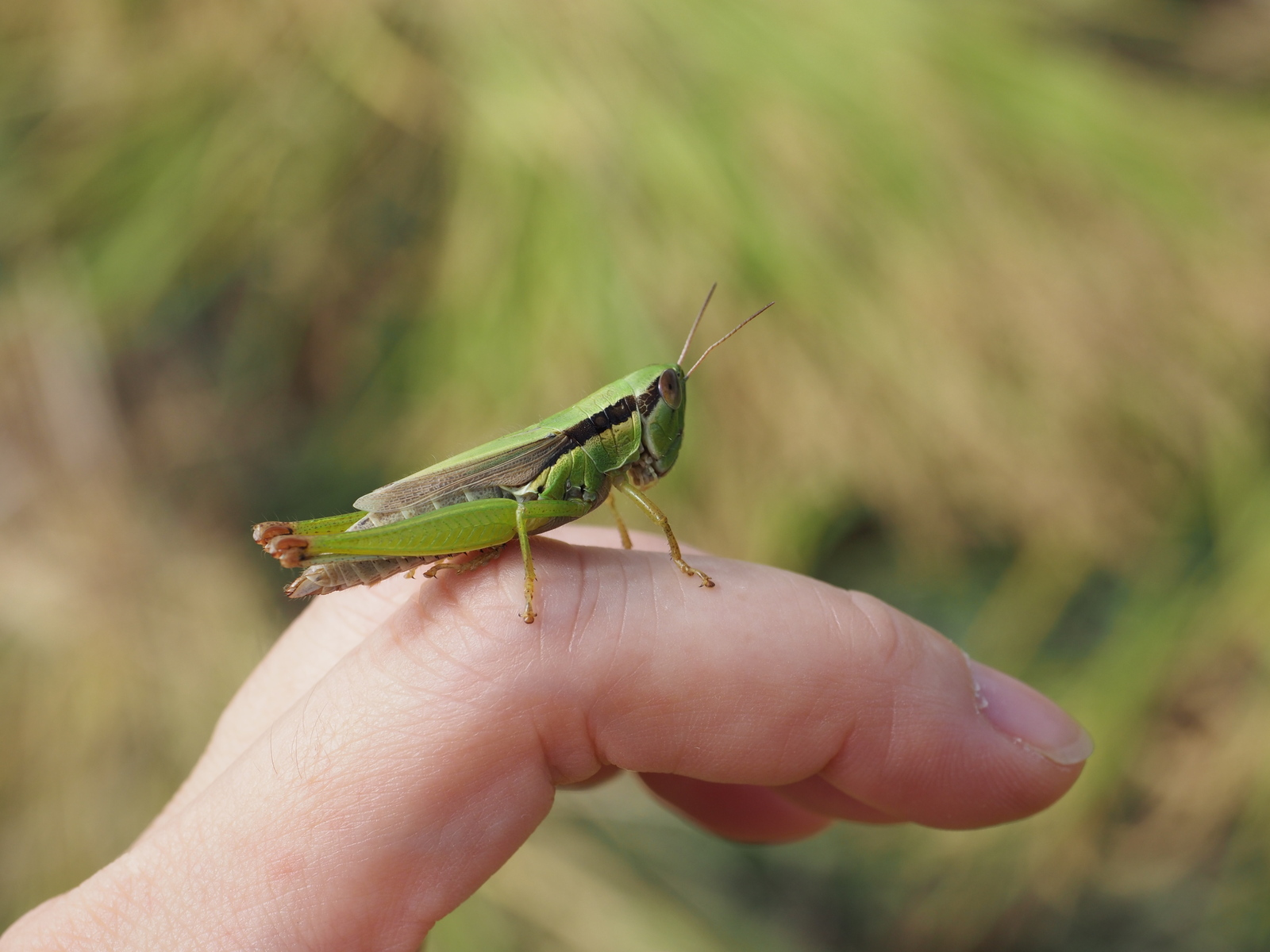 なぜか食べるのに抵抗あるもの