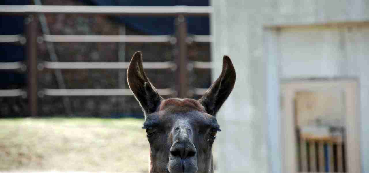 島の動物園「東京都立大島公園 動物園」｜伊豆大島ナビ