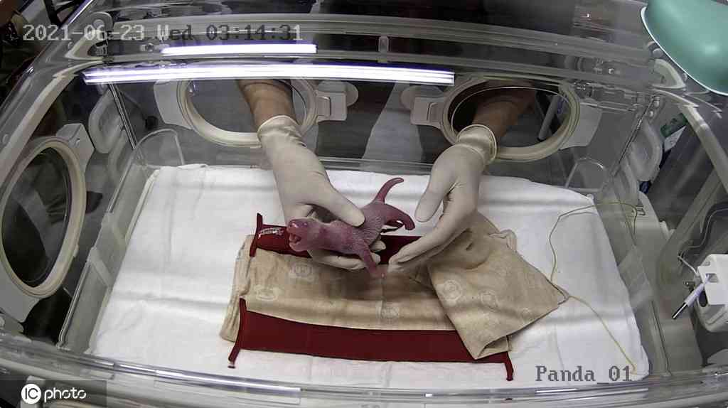 日本で誕生の双子パンダ、その経済効果は1年で約300億円の見込み―中国メディア