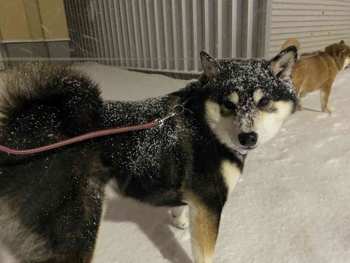雪の中で“すやすや”…散歩中に寝ようとする柴犬 ⇒ 「寝たら死ぬぞ〜」「あるあるです！」と共感集まる