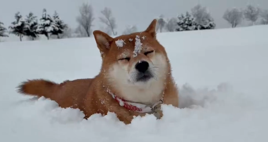 雪の中で“すやすや”…散歩中に寝ようとする柴犬 ⇒ 「寝たら死ぬぞ〜」「あるあるです！」と共感集まる
