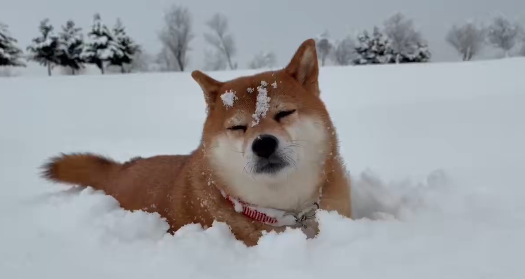 雪の中で“すやすや”…散歩中に寝ようとする柴犬 ⇒ 「寝たら死ぬぞ〜」「あるあるです！」と共感集まる