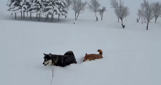 雪の中で“すやすや”…散歩中に寝ようとする柴犬 ⇒ 「寝たら死ぬぞ〜」「あるあるです！」と共感集まる